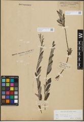 Foto von Salix repens subsp. incubacea (L.) A. Neumann